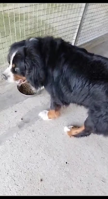 Health Center Cinofilo thumb 4